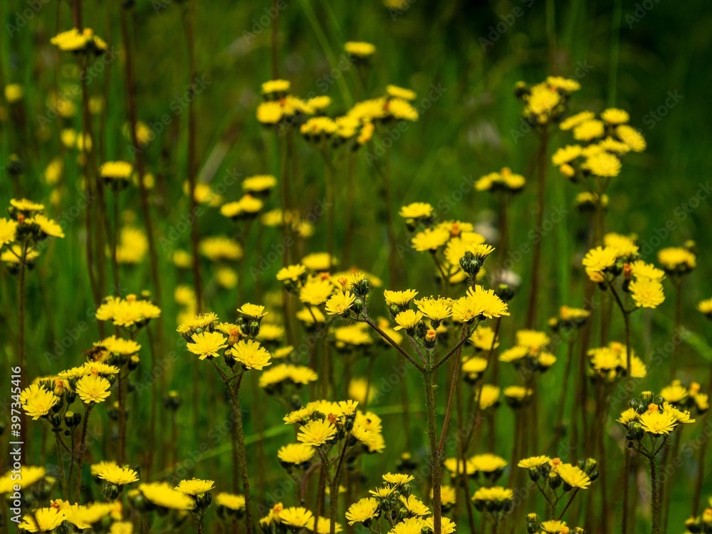 Obraz premium Fleur prairie