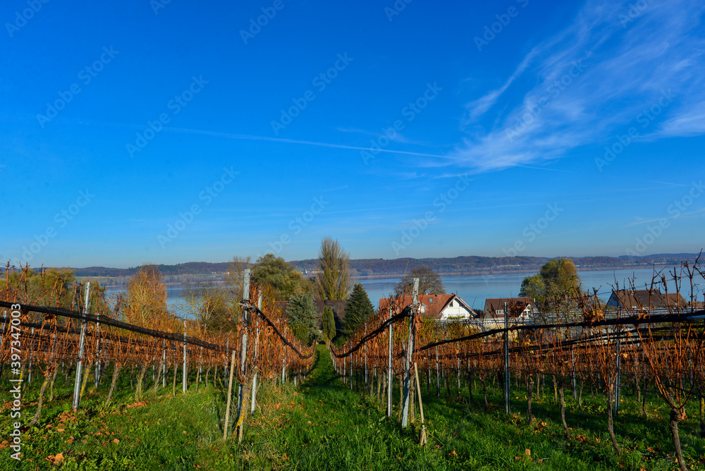 Weinbauinsel Reichenau Bodensee Weinbauinsel Reichenau Bodensee