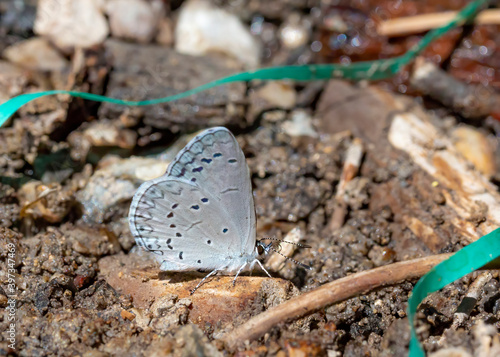 Mount Charleston blue butterfly