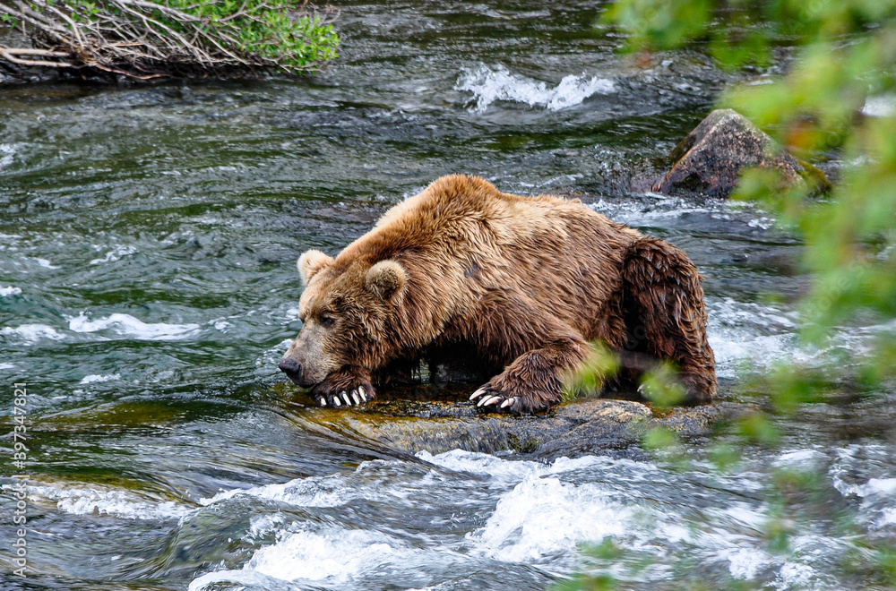 Brown bear contemplates life in Alaska Brown bear contemplates life in Alaska