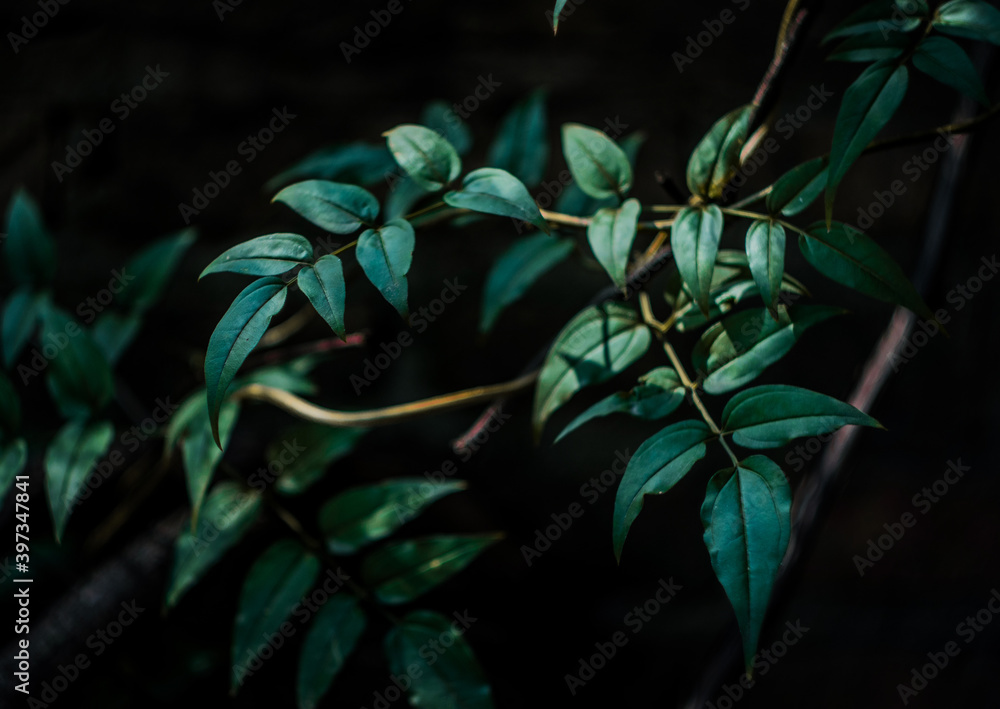 Natural Leaf Natural Leaf