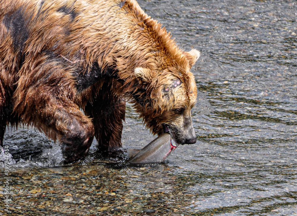 Fototapeta premium Brown Bear with a fish