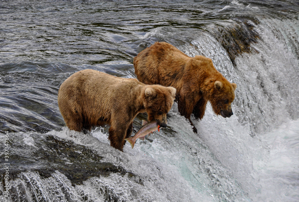 Brown Bears fishing above the falls Brown Bears fishing above the falls