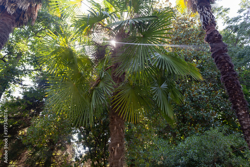 High palm tree in the rainforest  through the leaves shines the sun