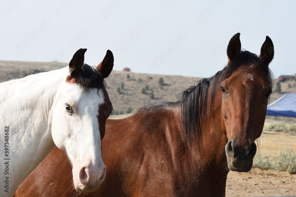 Obraz premium Closeup headshot portrait of brown horse and white horse.
