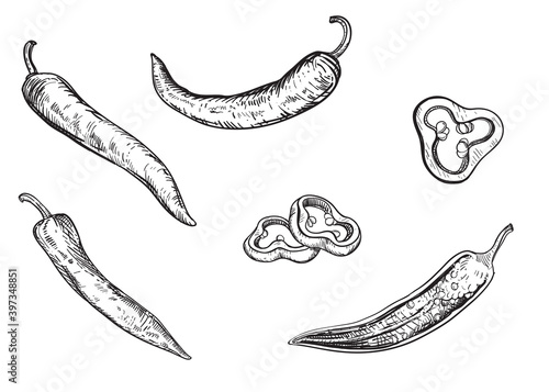 Hand drawn sketch black and white set of hot pepper, slice. vector illustration. Elements in graphic style label, card, sticker, menu, package, poster.