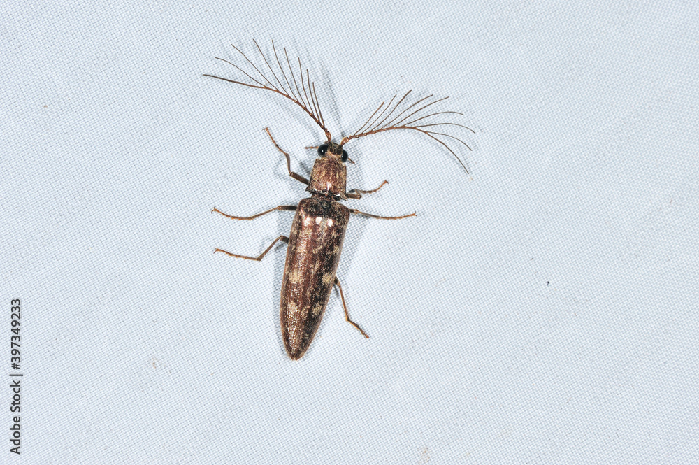 Obraz premium ヒゲコメツキの雄(岡山県・新見市)