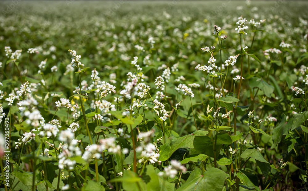 Field of buckwheat in rural landscape. Eco-friendly buckwheat for the production of cereals for food Field of buckwheat in rural landscape. Eco-friendly buckwheat for the production of cereals for food