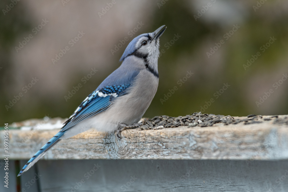 Bluejay swallowing sunflower seeds landscape Bluejay swallowing sunflower seeds landscape