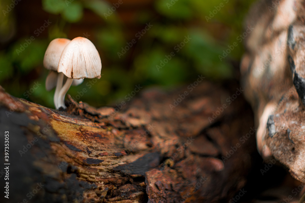 Mushroom on the tree Mushroom on the tree