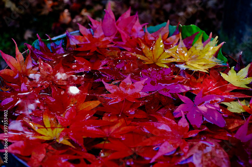 もみじの花手水（京都の秋）