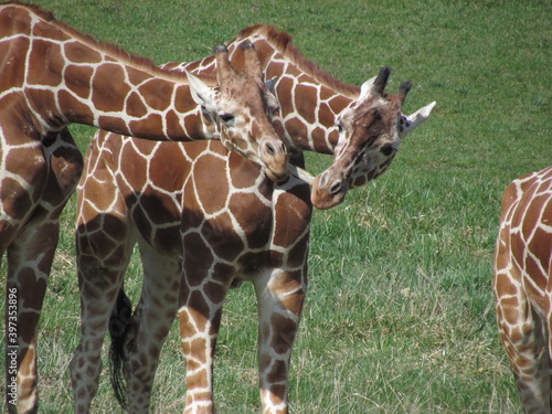 Giraffe's in love