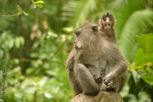 Monkeis at Monkey temple Indonesia 