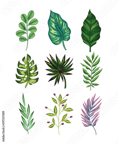 set of green leaves and one purple on white background