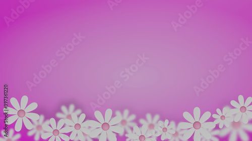 Footer frame of white daisy on circular gradient pink background (3D Rendering)