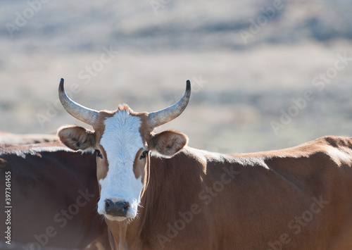 free range horned cows on ranch in rural America in wyoming on agricultural cattle farm