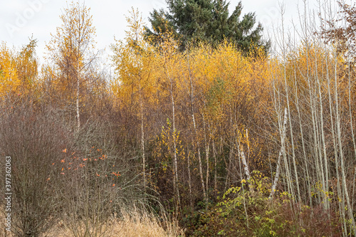 mixed dense foliage in the park decorated with different colour of yellow, green and orange leaves on top of the branches on a cold autumn morning 