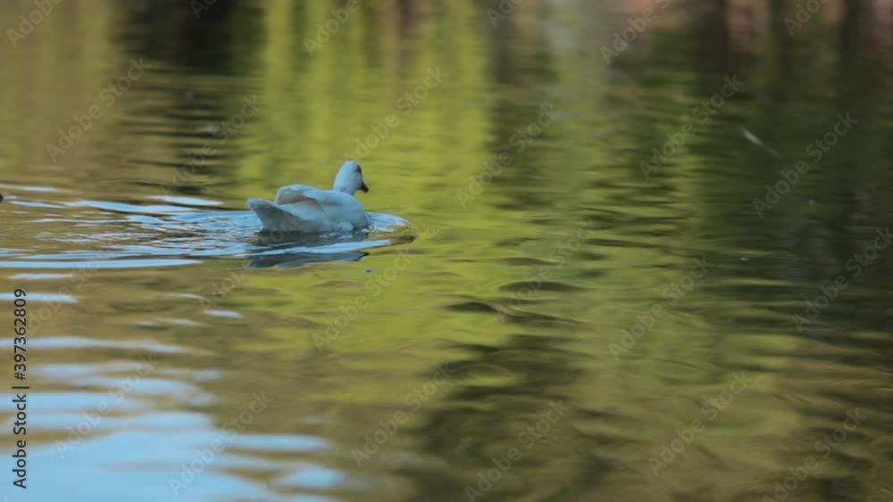 Close-up of white duck swimming in the lake Close-up of white duck swimming in the lake