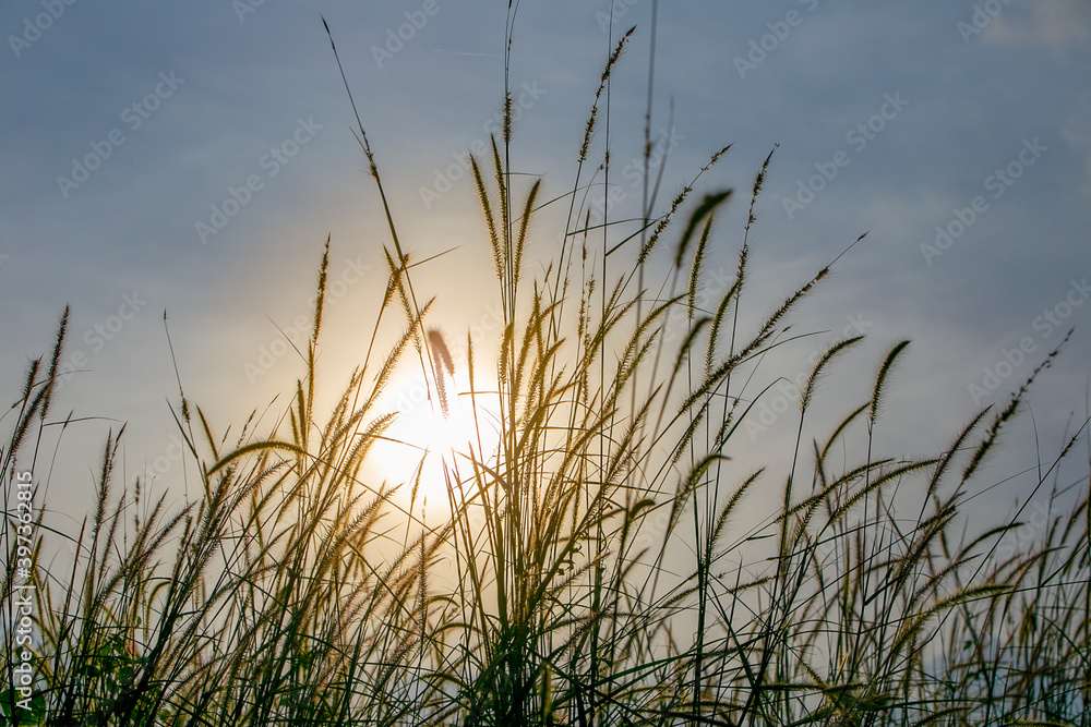 reeds at sunset reeds at sunset