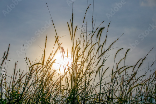 reeds at sunset