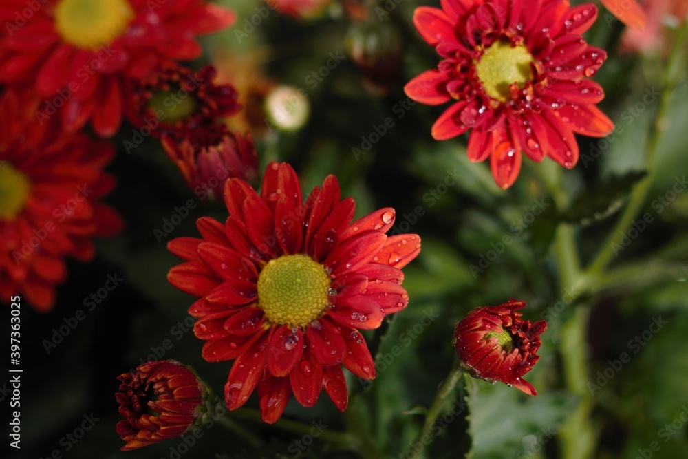 Chrysanthemum show in ShenZhen, year 2020 Chrysanthemum show in ShenZhen, year 2020