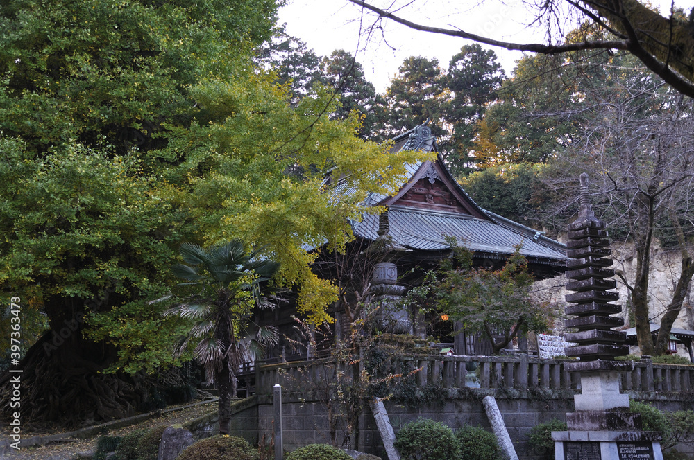 岩殿観音正法寺の観音堂と大銀杏（埼玉県東松山市）