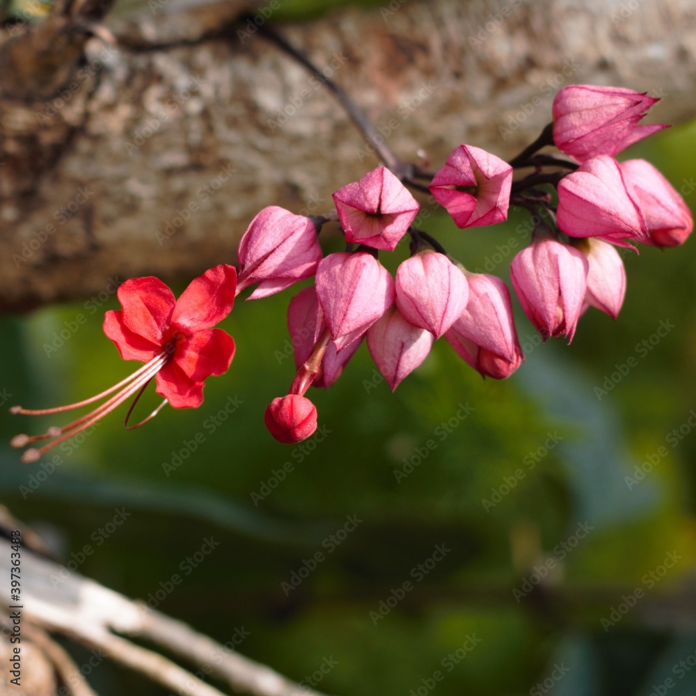 Bougainvillea glabra show in ShenZhen, year 2020 Bougainvillea glabra show in ShenZhen, year 2020