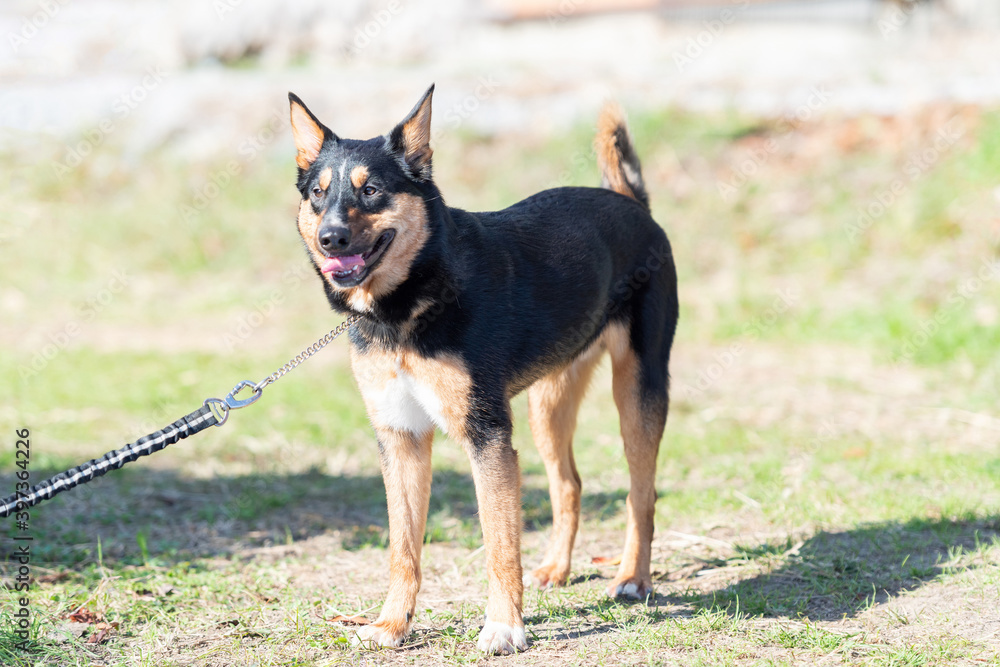 散歩する犬 散歩する犬