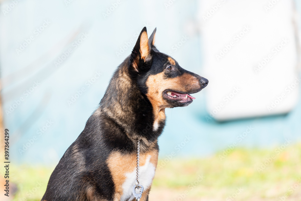 散歩する犬