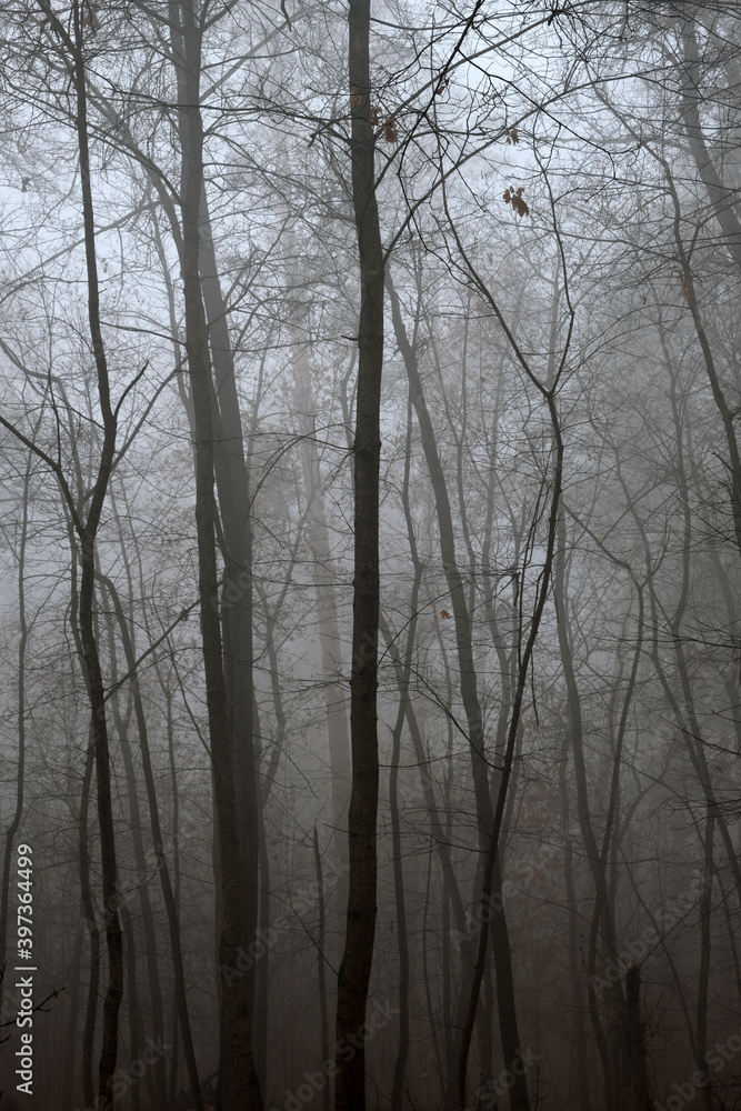 Dark misty forest in late autumn Dark misty forest in late autumn