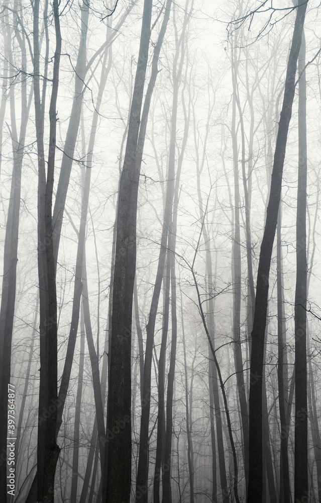Dark misty forest in late autumn Dark misty forest in late autumn