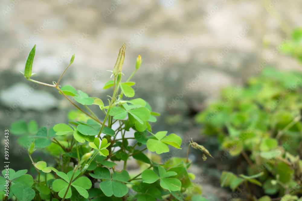 Close up of Creeping lady's sorrel or Yellow wood sorrel leaves with seed pods on top against cement ground background. Plants growing through the cracks concrete floor. (Oxalis corniculata L.) Close up of Creeping lady's sorrel or Yellow wood sorrel leaves with seed pods on top against cement ground background. Plants growing through the cracks concrete floor. (Oxalis corniculata L.)