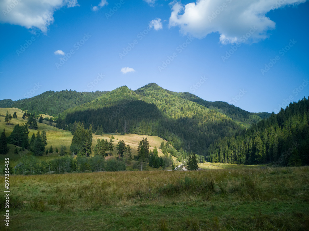 Fir forests in the mountains on a pleasant summer day