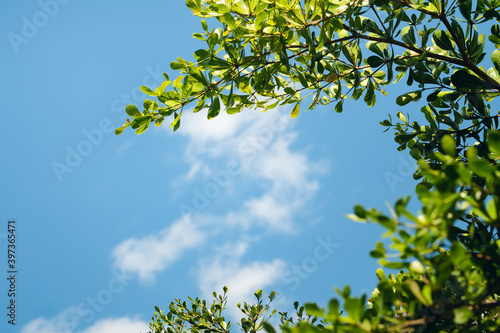 Close up low angle view of Ivory Coast almond branches and green leaves against blue sky and white fluffy clouds background.