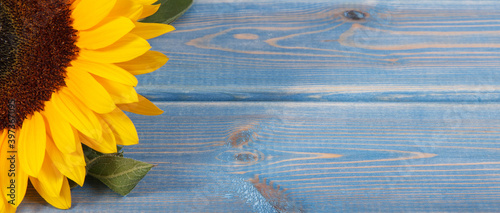Beautiful and vibrant sunflower on blue background. Decoration and summer time. Place for text