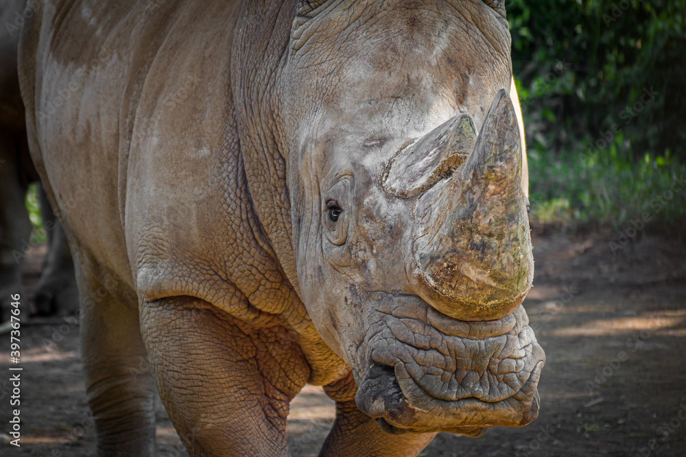 Fototapeta premium Portrait of a Rhino Close Up