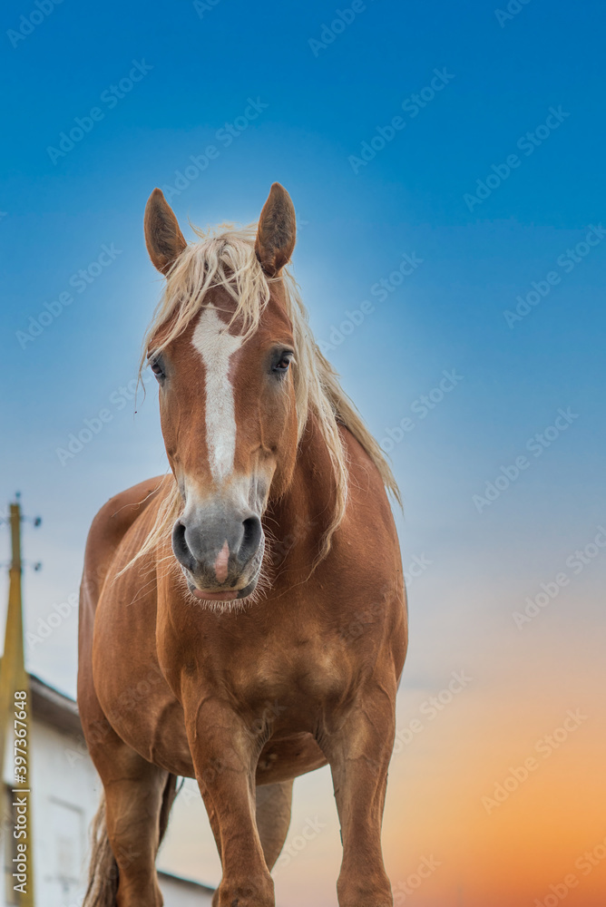 Portrait of a beautiful horse against the background of the sky. Portrait of a beautiful horse against the background of the sky.