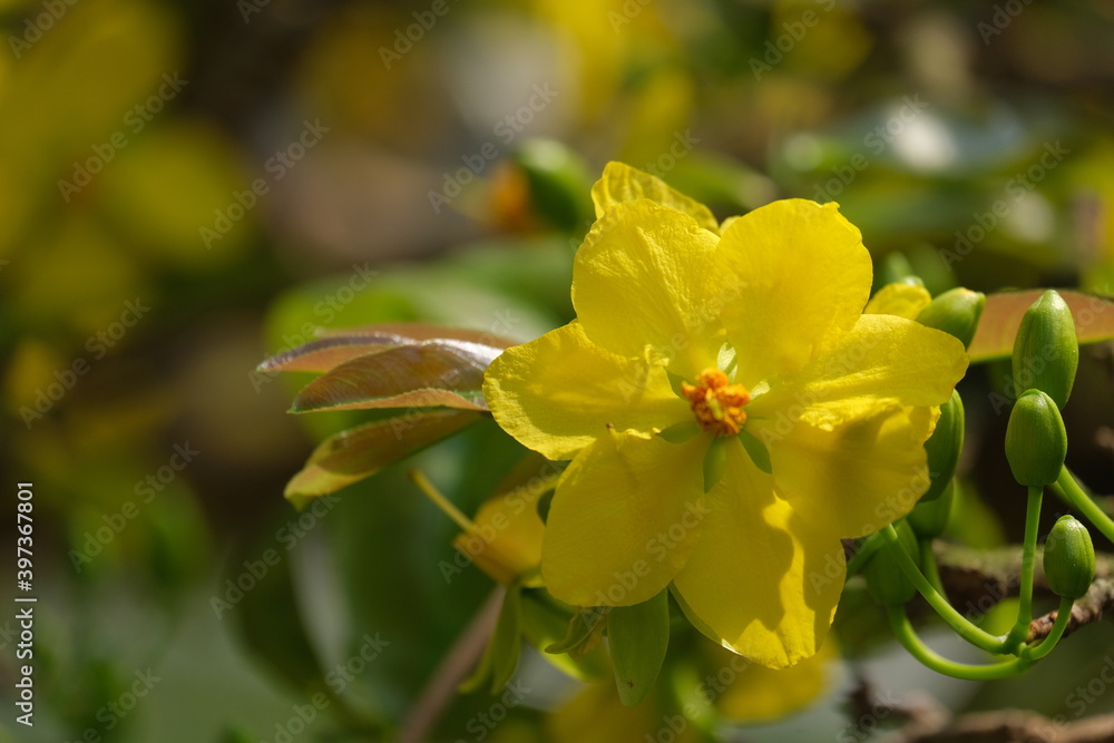 Obraz premium The best stock of apricot blossom (Ochna Integerrima). Royalty high quality free image of Ochnaceae. Ochna integerrima is symbol of Vietnamese traditional lunar New Year. Mai flower in Vietnamese