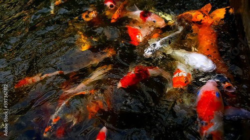 Blurry fancy carp feeding or colorful fish in the pond use for web design and wallpaper background
