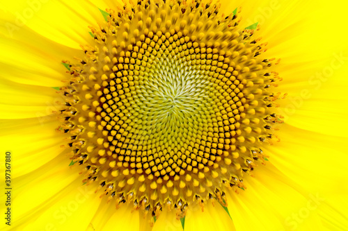 Blurry yellow flower in yellow pastel or yellow sunflower with soft focus use for web design and wallpaper background