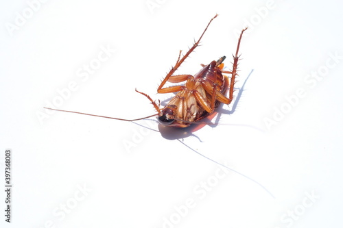 Died cockroach near toothbrush on white isolated background use for healthcare and medical background