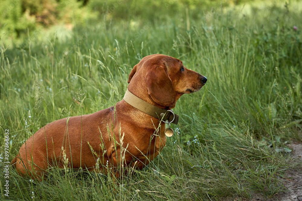 dog, pet, brown, grass, puppy, ridgeback, canine, rhodesian, dachshund, cute, portrait, hound, breed, outdoors, summer, green, outdoors, nature, fun, friend, close-up. Pets
dog, pet, brown, grass, puppy, ridgeback, canine, rhodesian, dachshund, cute, portrait, hound, breed, outdoors, summer, green, outdoors, nature, fun, friend, close-up. Pets