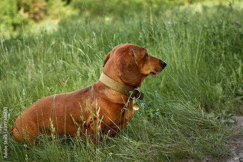  dog  pet  brown  grass  puppy  ridgeback  canine  rhodesian  dachshund  cute  portrait  hound  breed  outdoors  summer  green  outdoors  nature  fun  friend  close-up. Pets