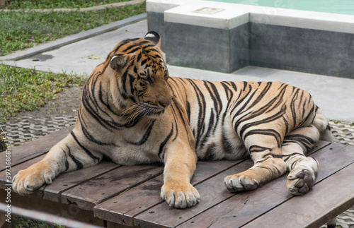 Tiger rests after a busy day