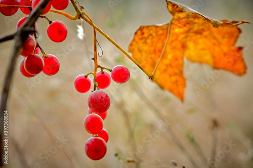 
grapes, sun, close up, vine, ripe grapes, background, bunch of grapes, grape leaf, red, berry, fruit, berries, sun, close up, food, nature, plant, green, autumn, garden, cherry, ripe, Currant, viburn photo