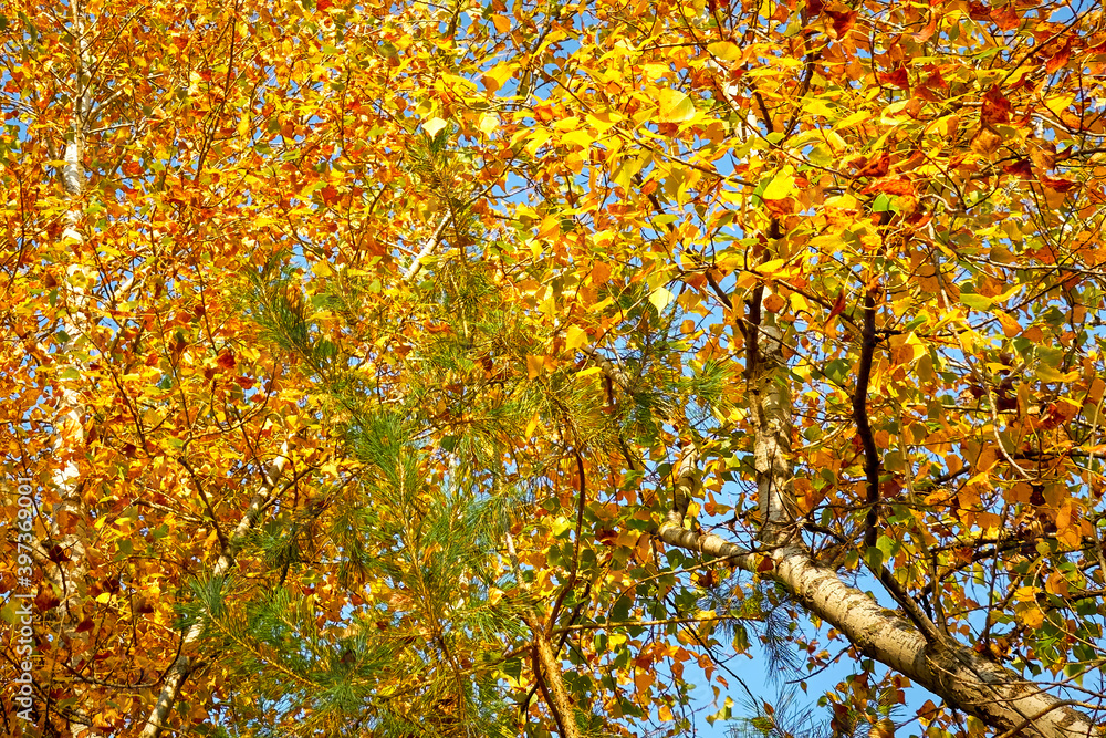 autumn, fall, leaf, leaves, maple, nature, tree, branch, red, redheads, orange, season, forest, foliage, park, color, bright, plant, colorful, gold, close up, backdrop, golden, outdoors air, October,
autumn, fall, leaf, leaves, maple, nature, tree, branch, red, redheads, orange, season, forest, foliage, park, color, bright, plant, colorful, gold, close up, backdrop, golden, outdoors air, October,