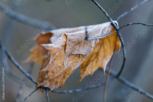 Maple Leaf & Frost
