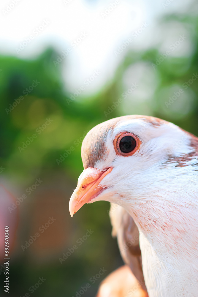 Pigeon posing for the photo. Front view of the face of pigeon face to face with green background. Pigeon posing for the photo. Front view of the face of pigeon face to face with green background.