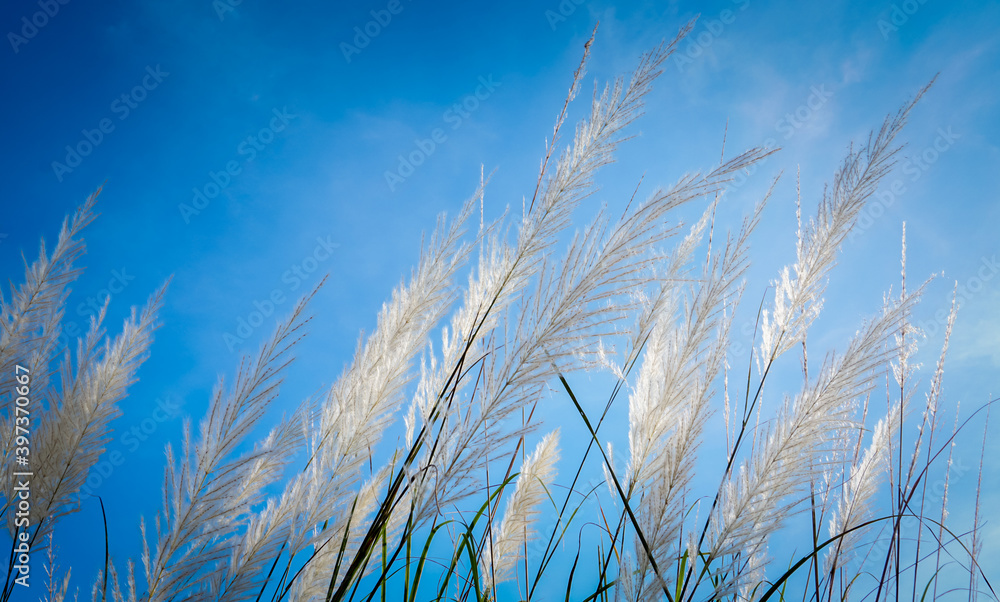 Obraz premium White flower grass with sun