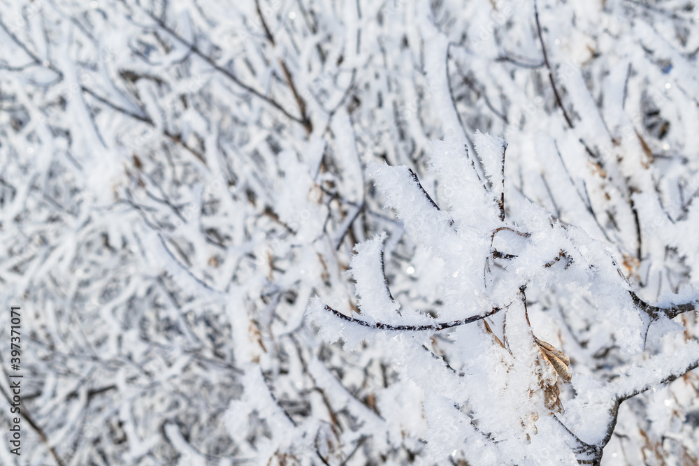 Christmas background. A tree branch covered with white snow. Christmas background. A tree branch covered with white snow.
